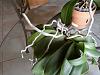 What does a healthy root look like on a phal?-photo0133-jpg