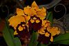 Newly acquired Rlc. Liu's Joyance 'Yung Tien #3'-_dsc1099_2013-02-21_849-jpg