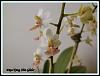 What's blooming at my Place-dtps-tying-shin-glider-2-jpg