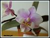 What's blooming at my Place-phal-pink-girl-4-jpg