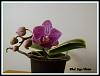 What's blooming at my Place-phal-sogo-vivien-jpg