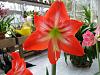 Amaryllis with emerging flower scape.-p1000228-jpg