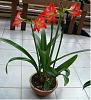 Amaryllis with emerging flower scape.-p1000232-jpg