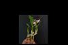 SLO Gardens Orchids-anacheillium-garciana-jpg