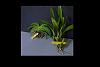 SLO Gardens Orchids-angraecum-leonis-prosthecia-prismatocarpum-jpg