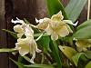 Dendrobium Aussie's Chip-img_20130321_134845-jpg