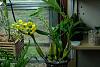 Dendrobium chrysotoxum blooming-chrysotoxum-smileys-jpg
