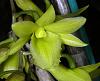Dendrobium cerinum - Anyone grow this?-dendrobium-cerinum-jpg