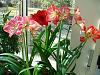 Amaryllis with emerging flower scape.-amarylis-jpg