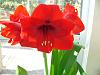 Amaryllis with emerging flower scape.-amarylis-sov-jpg