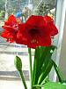 Amaryllis with emerging flower scape.-amarylis-sovereign-jpg