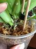 Too many phals in one pot?-imageuploadedbytapatalk1364765228-312954-jpg