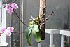 My first Phal I mounted in August 2012-img_5664-1024x683-jpg
