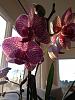 Blooming striped noid phal from grocery store-001-jpg