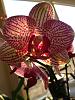 Blooming striped noid phal from grocery store-004-jpg