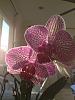 Blooming striped noid phal from grocery store-007-jpg