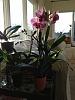 Blooming striped noid phal from grocery store-008-jpg