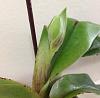 Paph hangianum in bud-photo-1-jpg