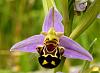 Anyone know what genera this orchid is?-orchid-jpg