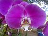 I have alot of orchids that needs identifying-musina-20121213-00814-jpg