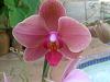 I have alot of orchids that needs identifying-img-20120311-00163-jpg