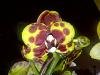 I have alot of orchids that needs identifying-img-20120903-00381-jpg