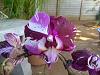 I have alot of orchids that needs identifying-img-20130114-00040-jpg