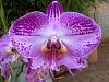 I have alot of orchids that needs identifying-musina-20121213-00843-jpg