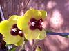 I have alot of orchids that needs identifying-musina-20130324-00137-jpg