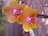 I have alot of orchids that needs identifying-musina-20130324-00140-jpg