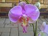 I have alot of orchids that needs identifying-onverwacht-20121006-00462-jpg