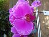 I have alot of orchids that needs identifying-musina-20130324-00146-jpg