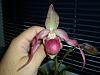 Paph. or Phrag.?-dscn7082-jpg