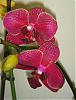 Why do I keep buying Phals?-phal_taida_salu-jpg