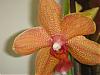 Why do I keep buying Phals?-phal_orange_noid-jpg