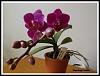 Whats blooming at my Place-dtps-sogo-yenlin-3-jpg