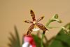 Phalaenopsis mannii?-dsc05274-jpg