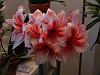 Amaryllis Show Master in bloom!-dscn5565-jpg