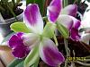 My Complete Orchid Collection-003-jpg