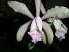 tolumnias and cattleya-dscn7350-jpg