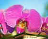 Hi! Photog here - new at Orchids!-imageuploadedbytapatalk1367894090-558922-jpg