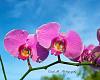 Hi! Photog here - new at Orchids!-imageuploadedbytapatalk1367894133-801452-jpg