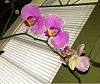 Hi! Photog here - new at Orchids!-imageuploadedbytapatalk1367894273-084291-jpg