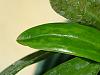 Masdevallia possible virus-dscf4149_small-jpg