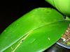 What are these light transluscent patches popping up on my leaves?-dscn3785-jpg