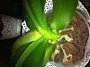 New addition! &quot;Pure Silk&quot; Phalaenopsis-photo-1-jpg