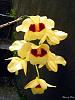Dendrobium Gatton Sunray-dscn6516-jpg