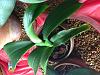 Phalaenopsis with unusual leaf change: advice? Last resort!-image-jpg