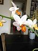 Phalaenopsis Mini Mark-imageuploadedbytapatalk1369163389-025702-jpg