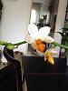 Phalaenopsis Mini Mark-imageuploadedbytapatalk1369163398-507705-jpg